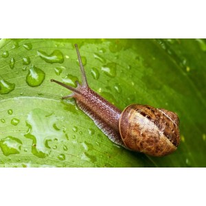 Molusquicida Mata Caracoles Y Babosas, Veneno Granulado- Tyt