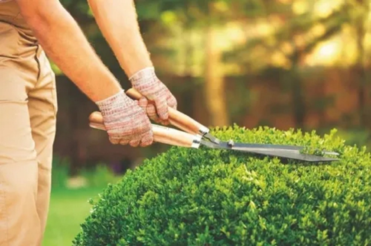 Tijera Para Cerca, Pasto, Podar Tramontina Mango Madera Tyt - Imagen 2