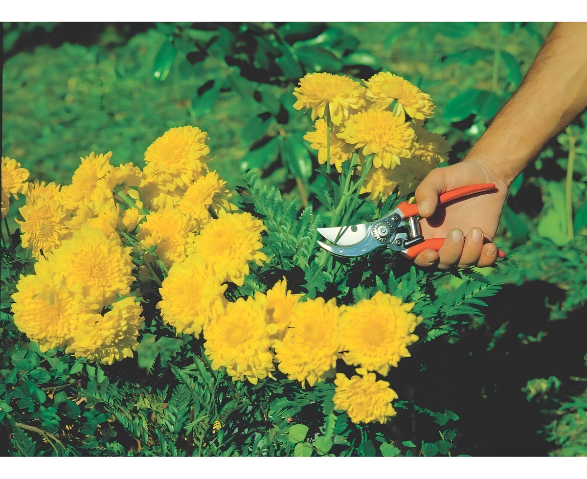 Tijera De Podar Tramontina Profesional Bypass Para Poda -cs- Color Naranja - Imagen 4