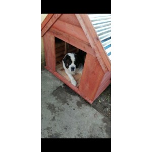 Cucha Super Grande Madera Perro 1,1 Mts X 1 Mt Alto X 90 Cm