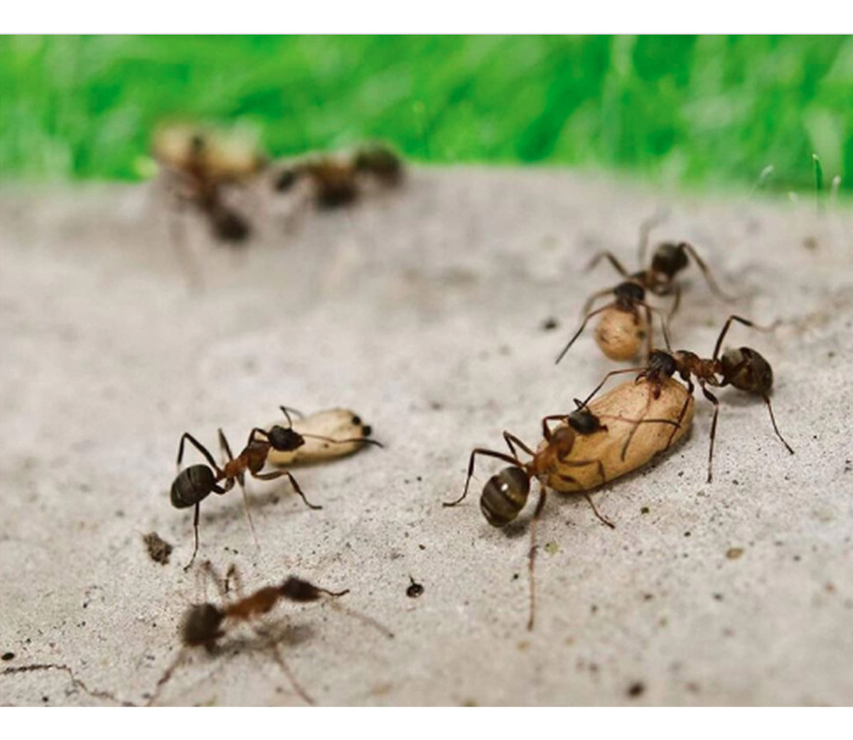 Veneno Para Hormigas Hormiguicida Granulado Lampo X 1 Kg - Imagen 4